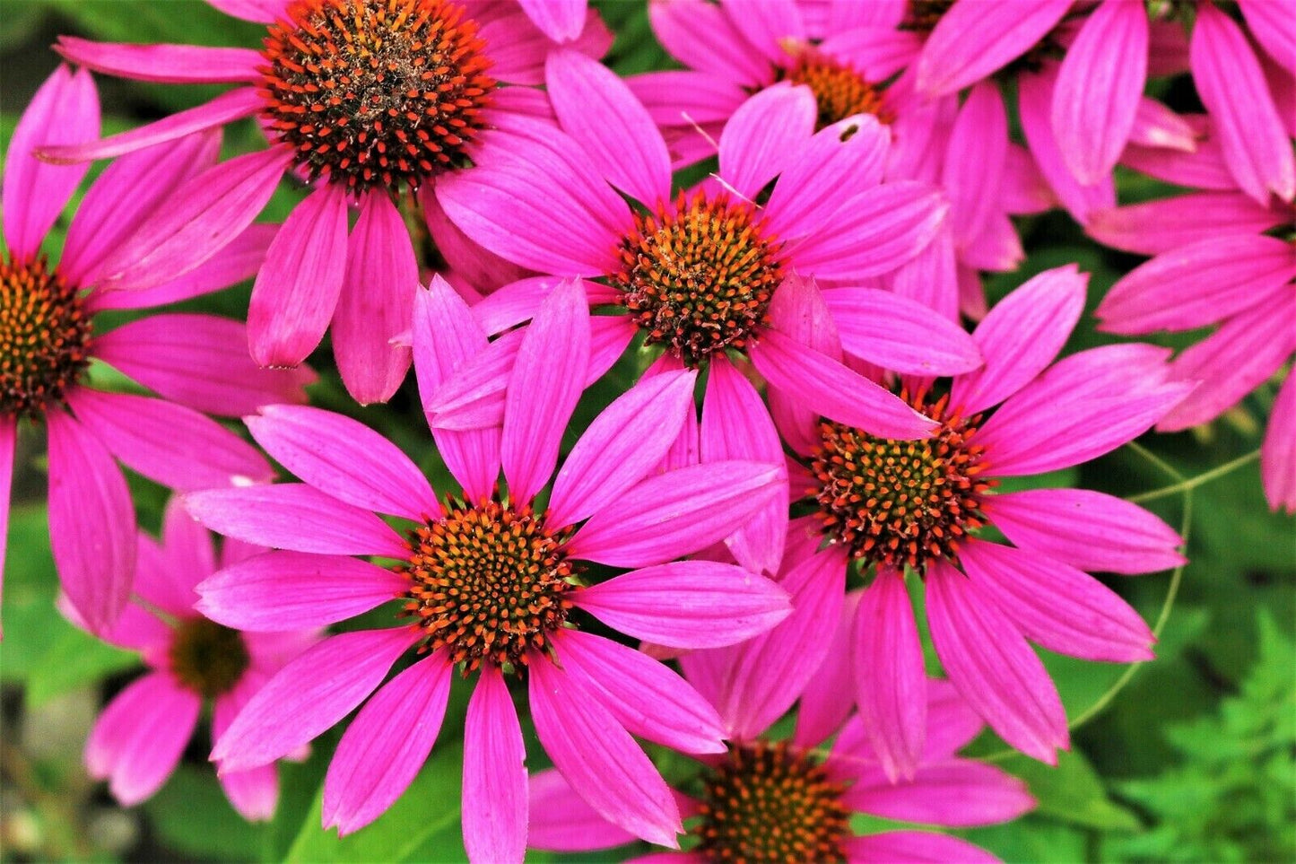 50 Bright Star Coneflower Seeds Echinacea Perennial Bloom Flower Seed 900 USA