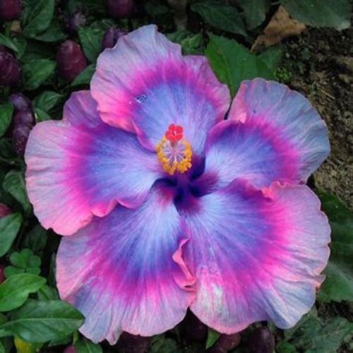20 Pink Blue Hibiscus Seeds Bloom Perennial Flower Seed Flowers 72 US SELLER