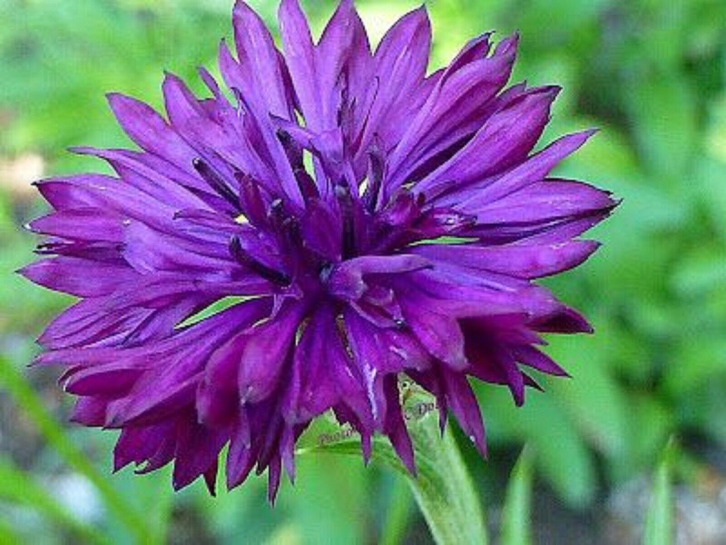 50 Bright Purple Bachelor's Button Seeds Annual Seed Flower Flowers Garden 331