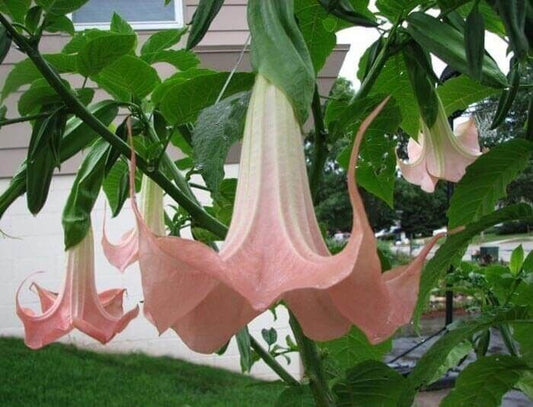 10 Frilly Pink Angel Trumpet Seeds Flowers Seed Brugmansia Datura 647 USA SELLER