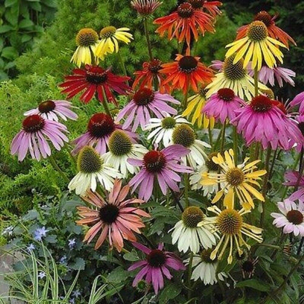 50 Lustre Mix Coneflower Seeds Echinacea Perennial Flowers Flower Seed 1215 USA