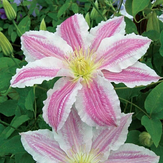 25 Cotton Candy Clematis Seeds Climbing Perennial Plumeria Bloom Seed 708 USA