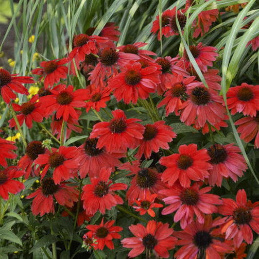 50 Bright Red Coneflower Seeds Echinacea Flowers Perennial Seed 18 US SELLER