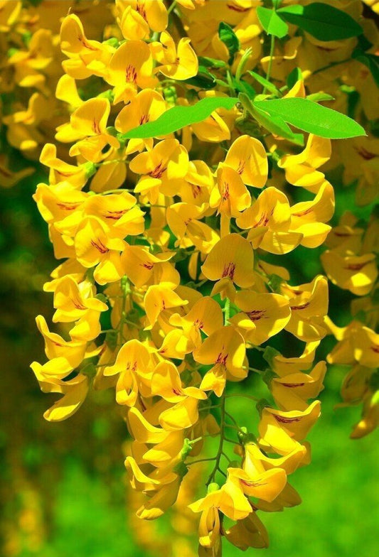 5 Golden Wisteria Seeds Vine Climbing Flower Perennial Rare Seed 573 USA SELLER