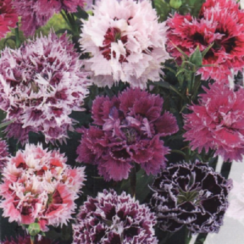 100 DBL Pink Purple Mix Carnation Seeds Dianthus Flowers Seed Perennial 263 USA
