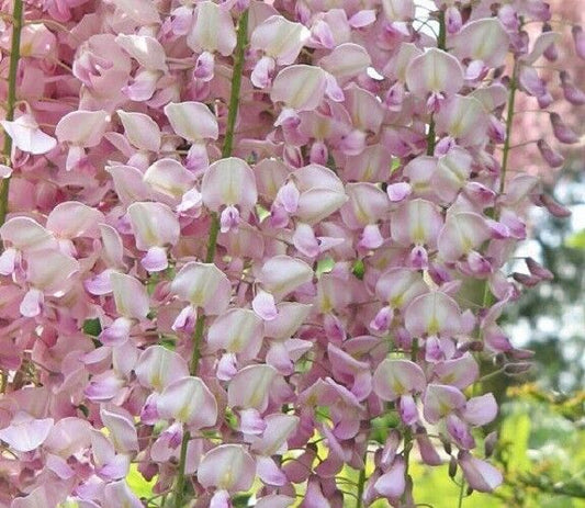 5 Light Pink Wisteria Seeds Vine Climbing Flower Perennial Seed 576 USA SELLER