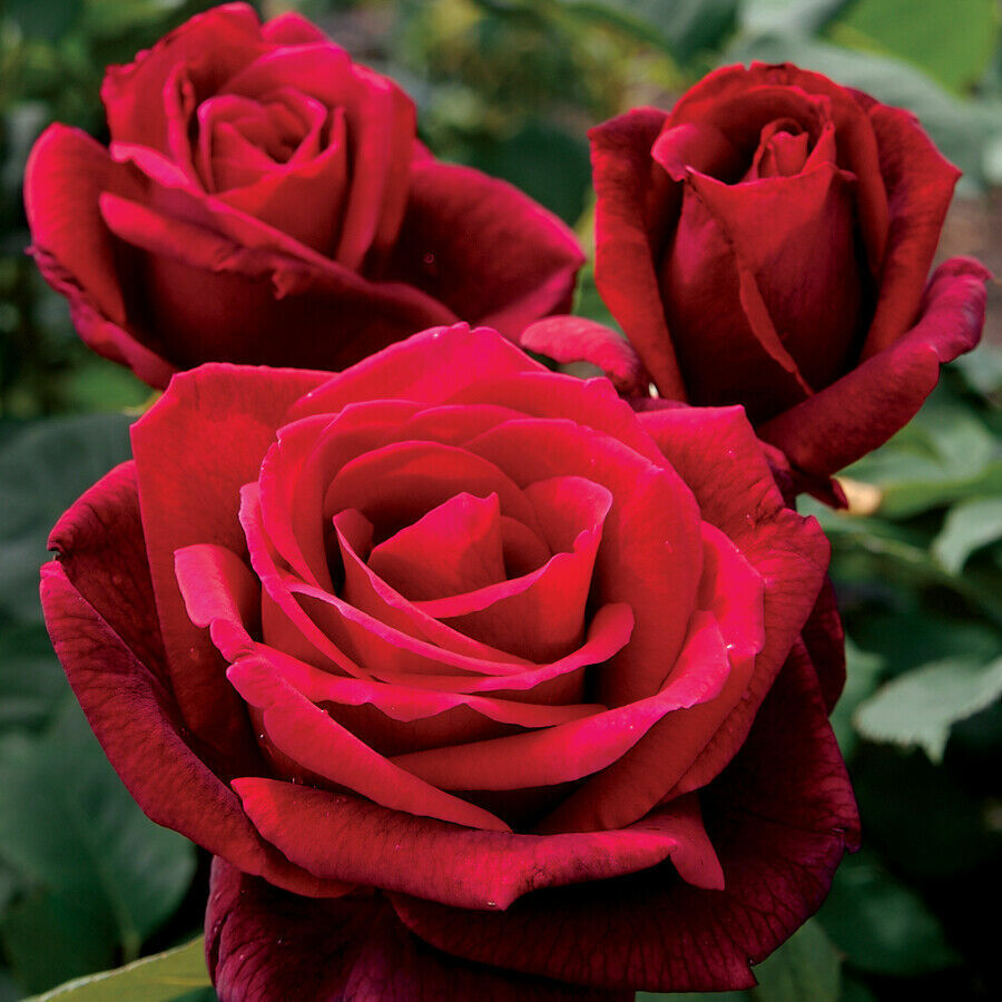 10 Double Red Rose Seeds Flower Bush Perennial Shrub Flowers Seed 1248 US SELLER