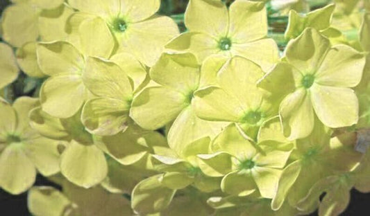 50 Yellow Phlox Seeds Flower Perennial Seed Flowers 564 US SELLER Bee Butterfly
