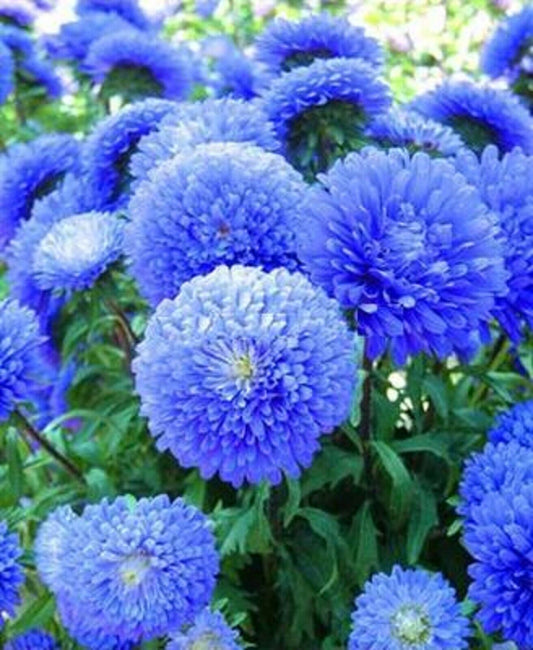 50 Blue Aster Flower Seeds Bloom Flowers Spring Seed Perennial Wildflower 330