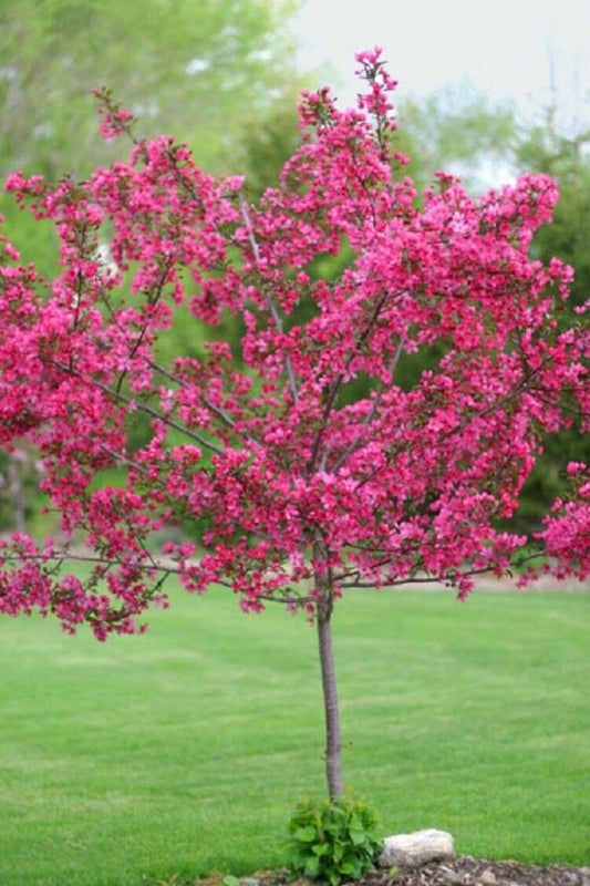 5 Dwarf Pink Dogwood Seeds Tree Cornus Florida Fubra Flowering Hardy Fall 160