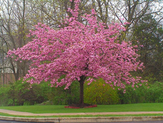 5 Stella Cherry Tree Seeds Flowering Japanese Ornamental Gardn Pink Fragrant 111