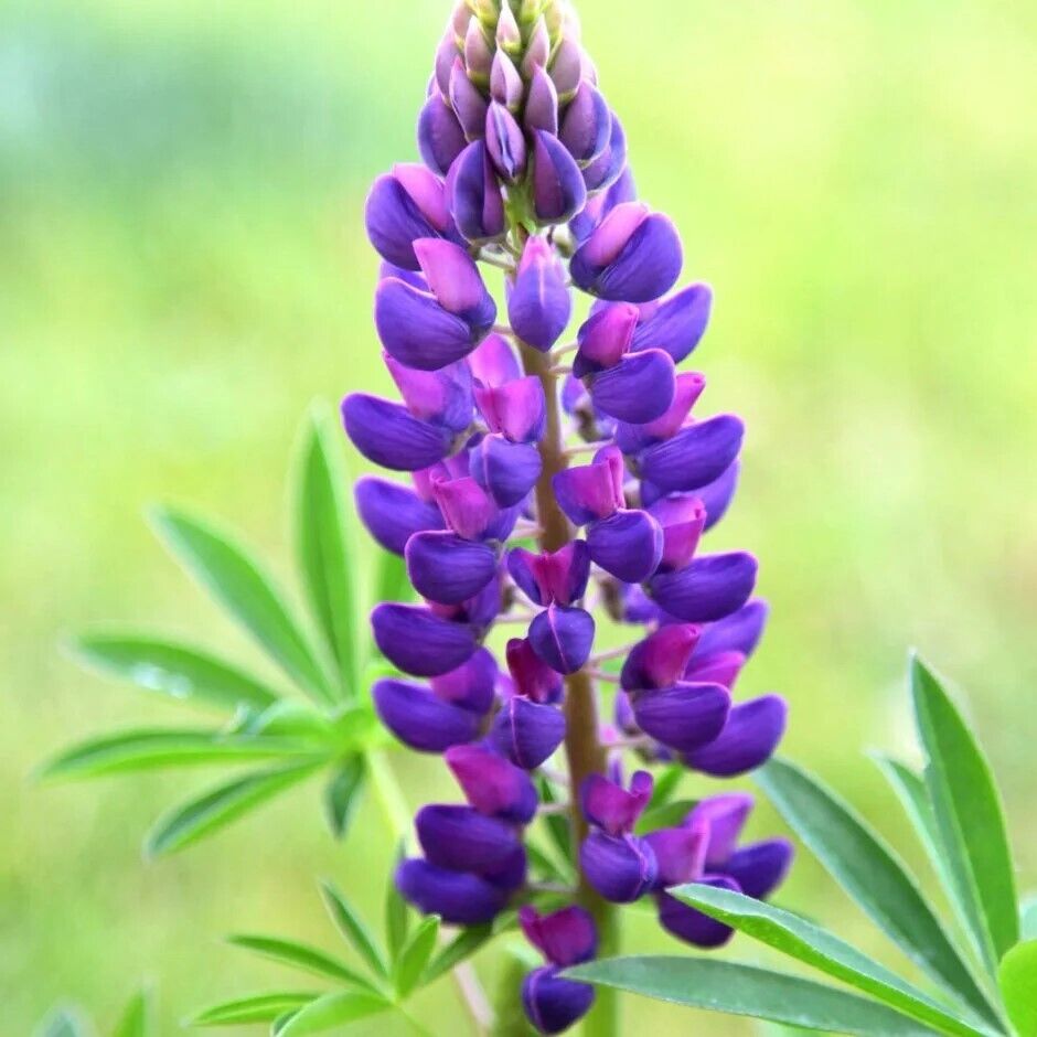 25 Gallery Blue Lupine Seeds Flower Perennial Hardy Flowers Seed 942 US SELLER