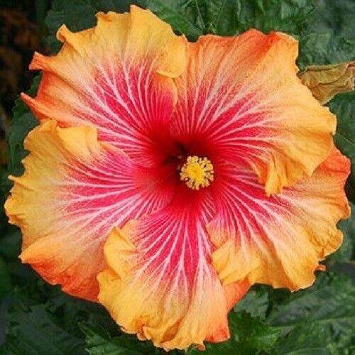 20 Red Yellow Orange Hibiscus Seeds Flowers Flower Seed Perennial Bloom 481