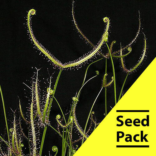 15 Drosera Binata Seeds Carnivorous Bug Eating Plant Seed Insect Exotic CP-7