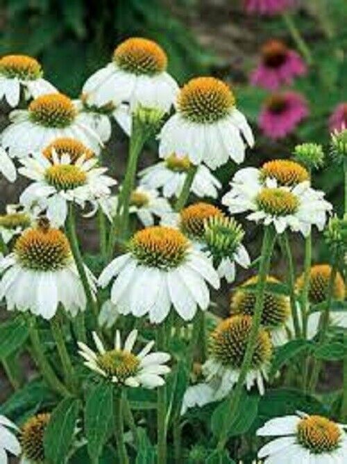 50 Pow Wow White Coneflower Seeds Echinacea Perennial Flowers Flower 1372 USA