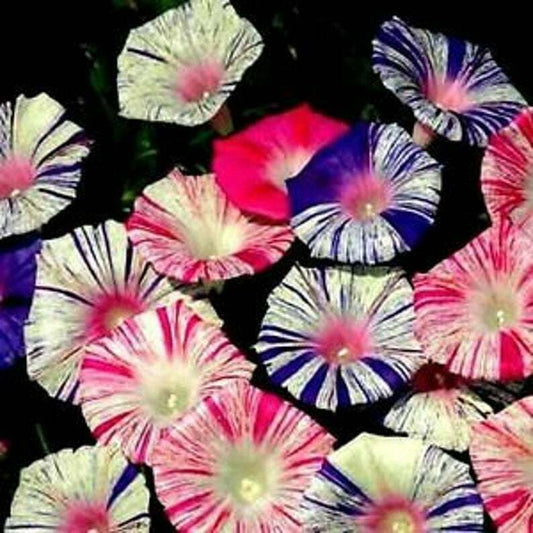 20 Carnival Mix Morning Glory Seeds Annual Flower Flowers Climbing Vine 343