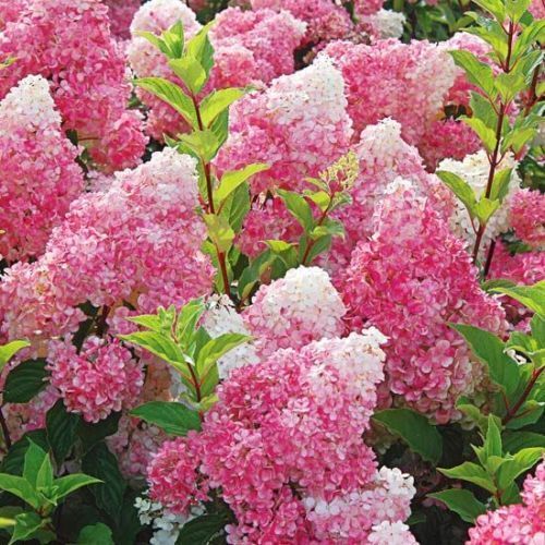 5 Dark Strawberry Hydrangea Seeds Perennial Hardy Flowers Seed Shrub Flower 392