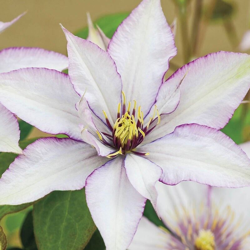 25 Sammi Jo Clematis Seeds Climbing Perennial Plumeria Bloom Seed 73 USA SELLER