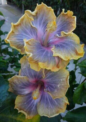 20 Yellow Purple Hibiscus Seeds Flowers Flower Seed Perennial Bloom 1 US SELLER