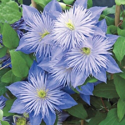 25 Light Blue Clematis Seeds Flowers Seed Bloom Perennial Flower 413 US SELLER