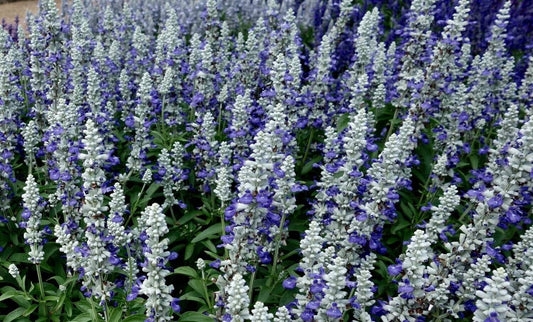 50 Cathedral Bluw Salvia Seeds Flower Seed Perennial Flowers 964 US SELLER Bee