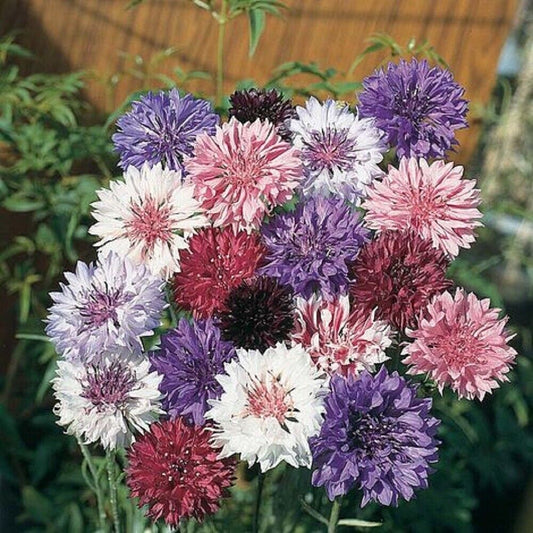 50 Centennial Bachelor's Button Seeds Annual Seed Flower Flowers Garden644 USA