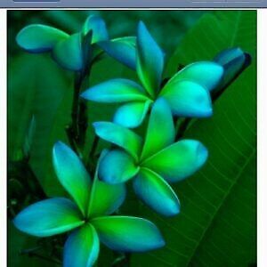 5 Blue Green Plumeria Seeds Plants Flower Flowers Perennial Seed 196
