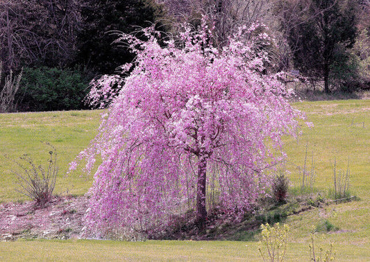 5 Weeping Purple Cherry Tree Seeds Flowering Japanese Flower Ornamental Seed 108