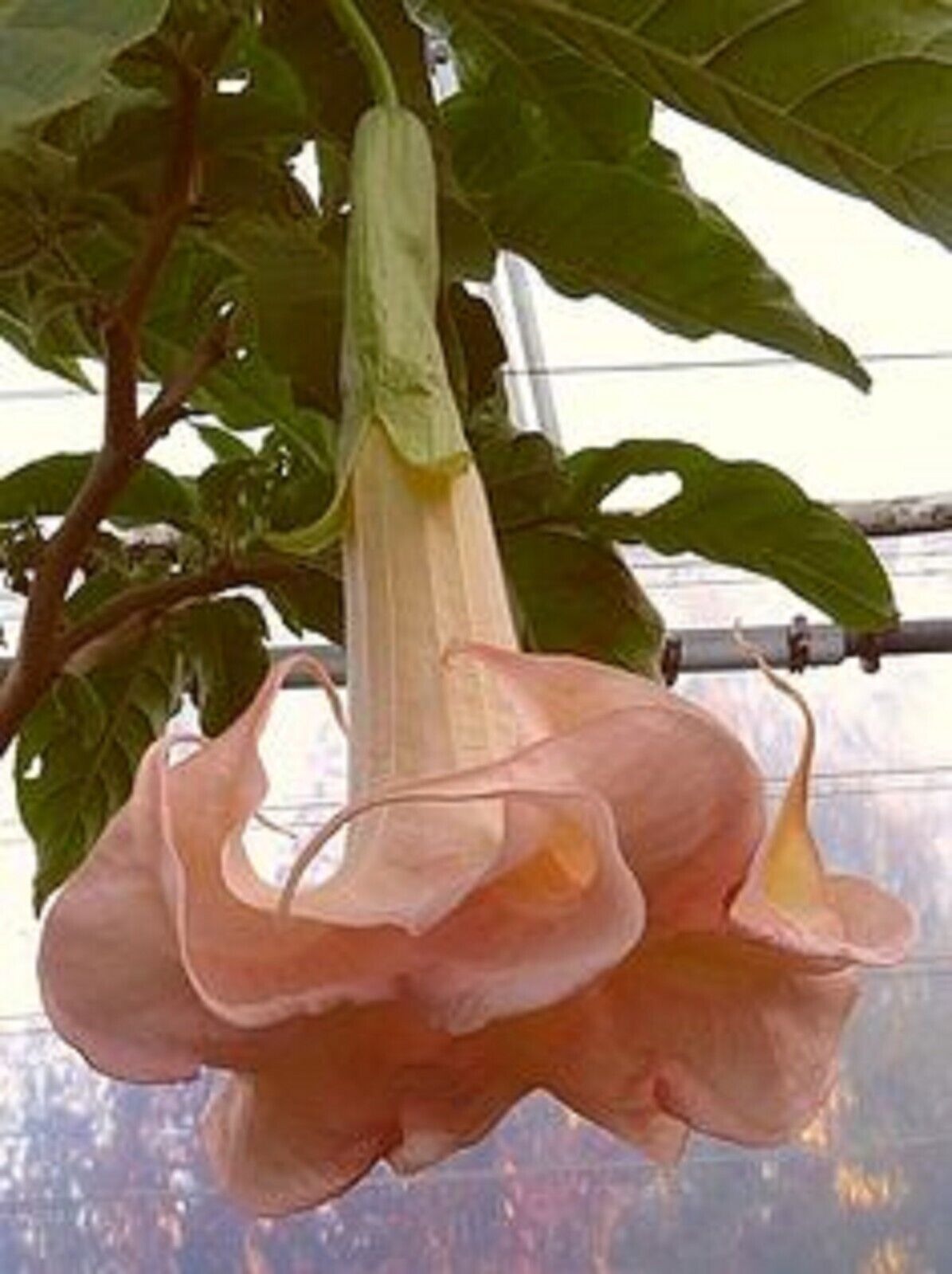 10 Cantaloupe Angel Trumpet Seeds Flowers Seed Flower Brugmansia Datura 633 USA