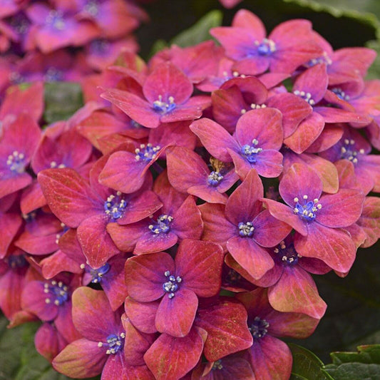 5 Pink Blue Hydrangea Seeds Perennial Hardy Flower Seed Flowers 423 US SELLER