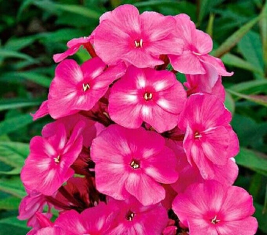 50 Bright Pink Phlox Seeds Flower Perennial Seed Flowers Butterfly 51 US SELLER
