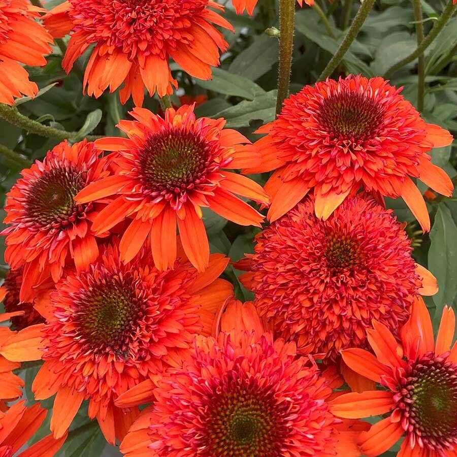 50 Moab Sunset Coneflower Seeds Echinacea Perennial Flowers Seed Flower 1357 USA