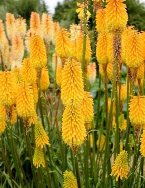 25 Knicky Torch Lily Hot Poker Flower Seeds Flowers Perennial Seed 819 US SELLER