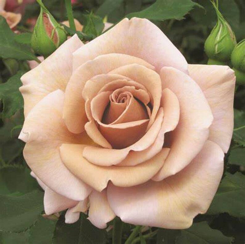 10 Hot Chocolate Rose Seeds Flower Bush Perennial Shrub Flowers Seed 1279