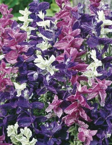 50 Tricolor.. Salvia Seeds Flower Seed Perennial Flowers Hummingbird 985 US SELL