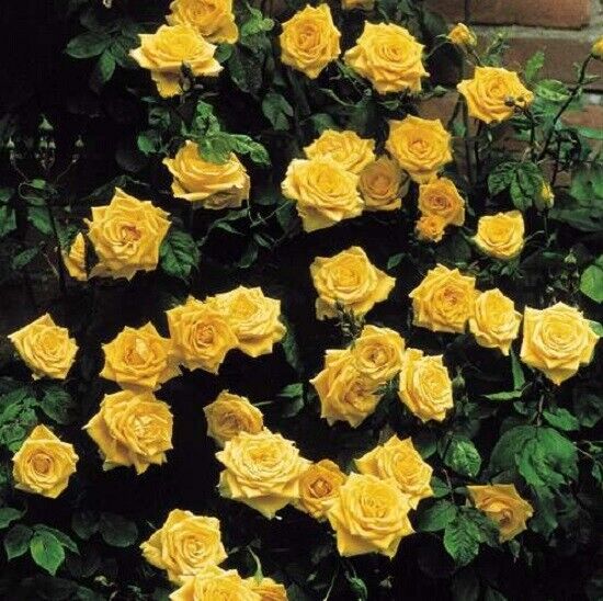 10 Climbing Yellow Rose Seeds Flower Bush Perennial Bloom Shrub Flower Seed 1301