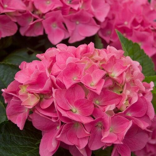 5 Vienna Pink Hydrangea Seeds Perennial Garden Hardy Shrub Bush Flower Seed 929