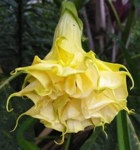 10 Triple Yellow Angel Trumpet Seeds Flowers Seed Flower Brugmansia Datura 676