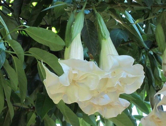 10 Double White Angel Trumpet Seeds Flower Fragrant Flowers Seed 286 US SELLER