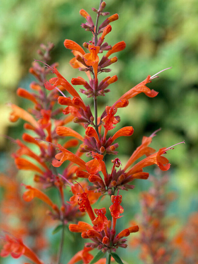 100 Red Hyssop Seeds Agastache Perennial Flower Seed Flowers Bloom 246 US SELLER