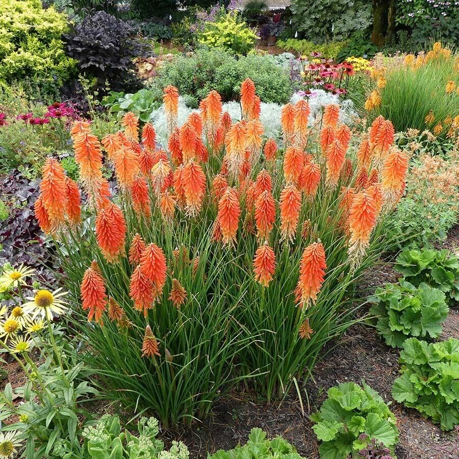 25 Poco Sunset Torch Lily Hot Poker Flower Seeds Perennial Seed 879 US SELLER