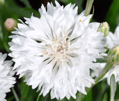 50 White Bachelor's Button Seeds Annual Seed Flower Flowers Garden 620 USA SELL
