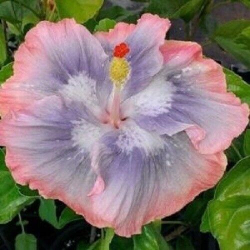 20 Blue Pink Hibiscus Seeds Flowers Flower Seed Perennial 338 US SELLER Tree