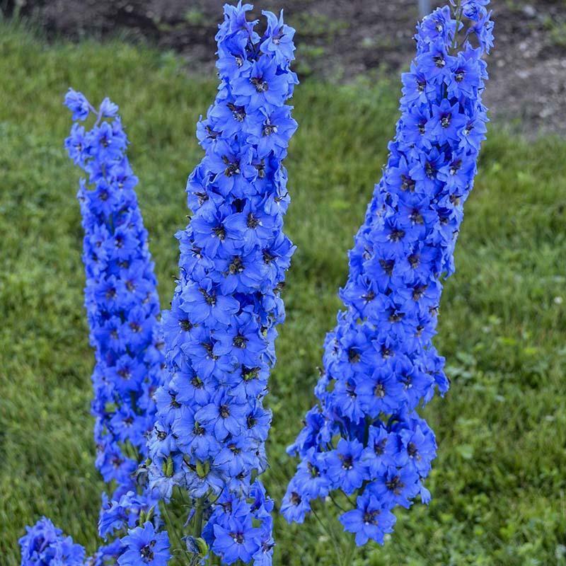 25 Bright Blue Delphinium Seeds Perennial Garden Flower Bright Seed Flowers 213