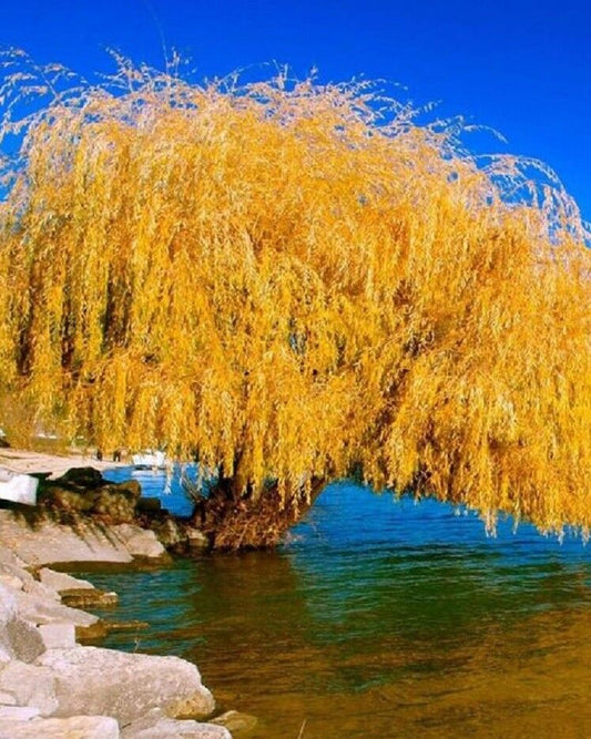 5 Yellow Willow Seeds Tree Weeping Flower Giant Flowers Seed Perennial 115