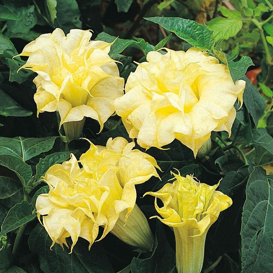 10 DBL Golden Queen Angel Trumpet Seeds Flowers Seed Brugmansia Datura 639 USA