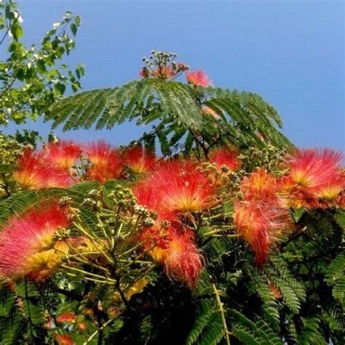 5 Orange Mimosa Tree Seeds Silk Tree Albizia julibrissin Perennial Seed 165