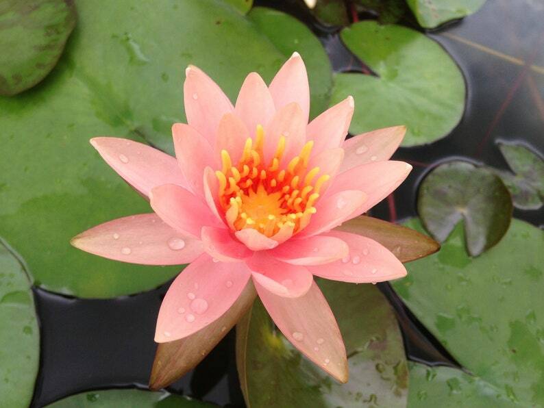 5 Soft Pink Lotus Seeds Nelumbo nucifera Flowering Blooms Hardy Tropical 932