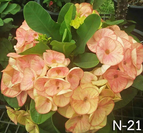 1 "Dreamy Rose" Crown Of Thorns Plant Euphorbia Milii Plants Rooted US Seller