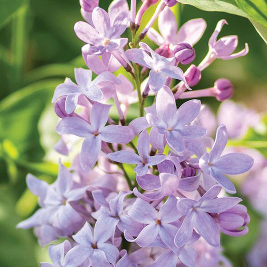 25 New Age Lilac Seeds Tree Fragrant Flowers Perennial Seed Flower 964 US SELLER